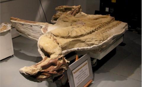 Secrets of the Dinosaur Mummy